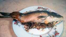 карп без шубы