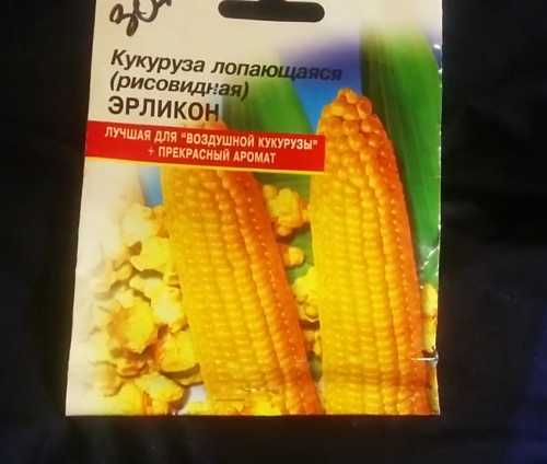 семена кукурузы