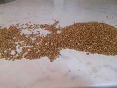 перебираем гречку для каши гречневой с молоком