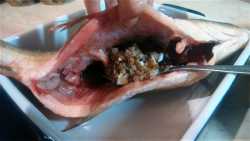 фаршируем карпа