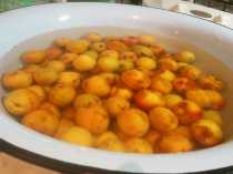 моем абрикосы